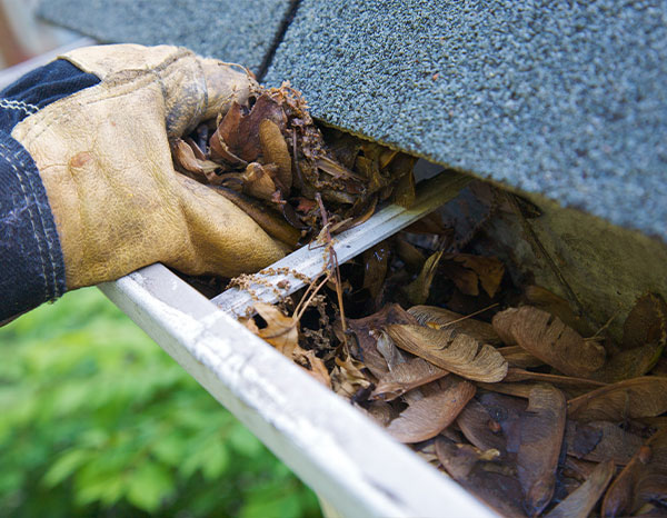 Gloved Hands Cleaning Out A Gutter Filled With Wet Leaves